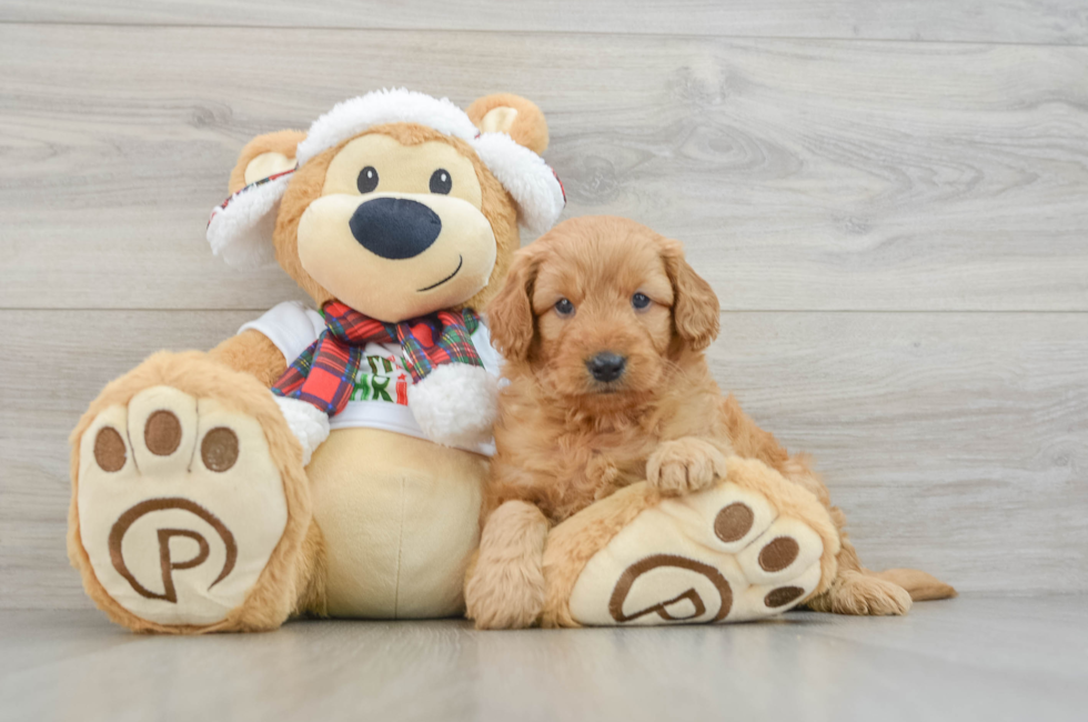 5 week old Mini Goldendoodle Puppy For Sale - Seaside Pups