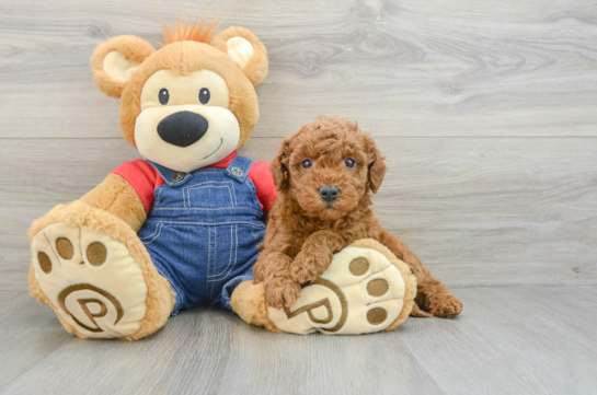 Mini Goldendoodle Pup Being Cute