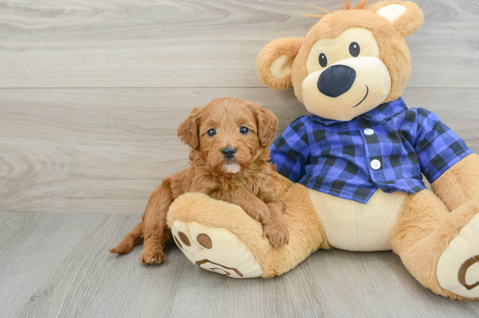 5 week old Mini Goldendoodle Puppy For Sale - Seaside Pups