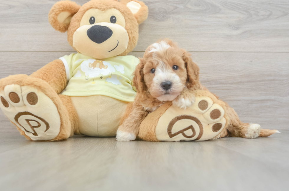 5 week old Mini Goldendoodle Puppy For Sale - Seaside Pups