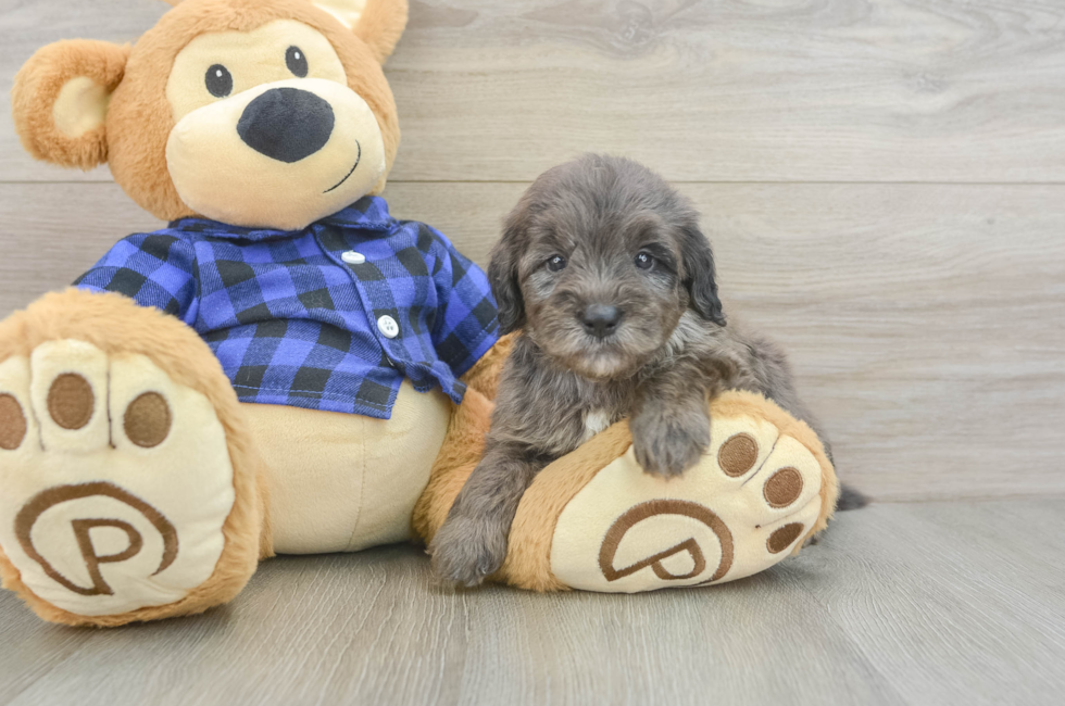 5 week old Mini Goldendoodle Puppy For Sale - Seaside Pups