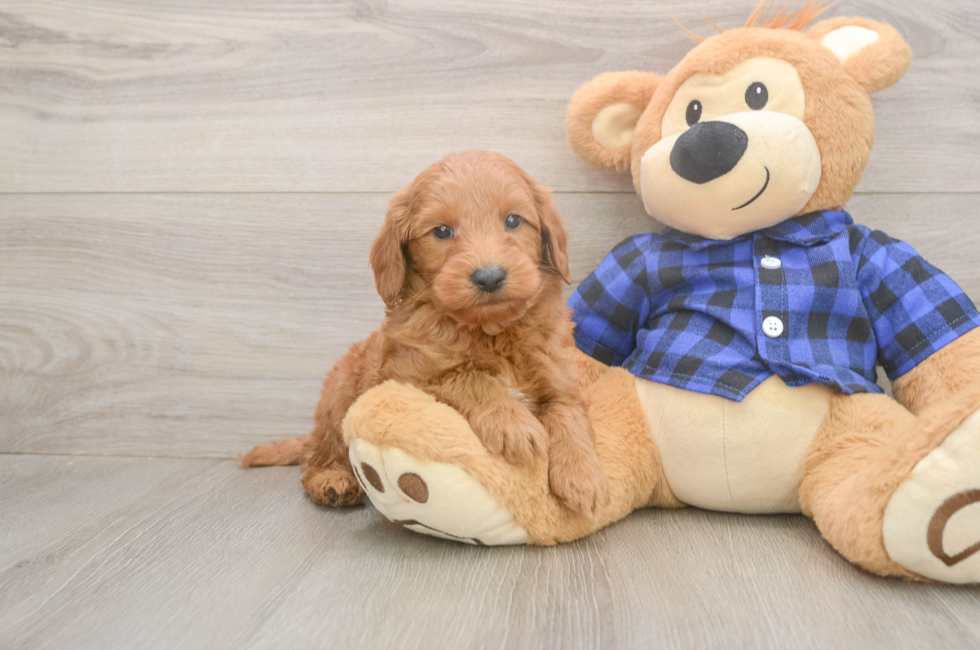 6 week old Mini Goldendoodle Puppy For Sale - Seaside Pups