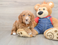 7 week old Mini Goldendoodle Puppy For Sale - Seaside Pups