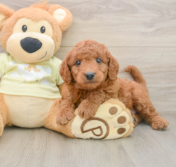 8 week old Mini Goldendoodle Puppy For Sale - Seaside Pups