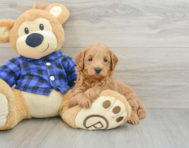 8 week old Mini Goldendoodle Puppy For Sale - Seaside Pups