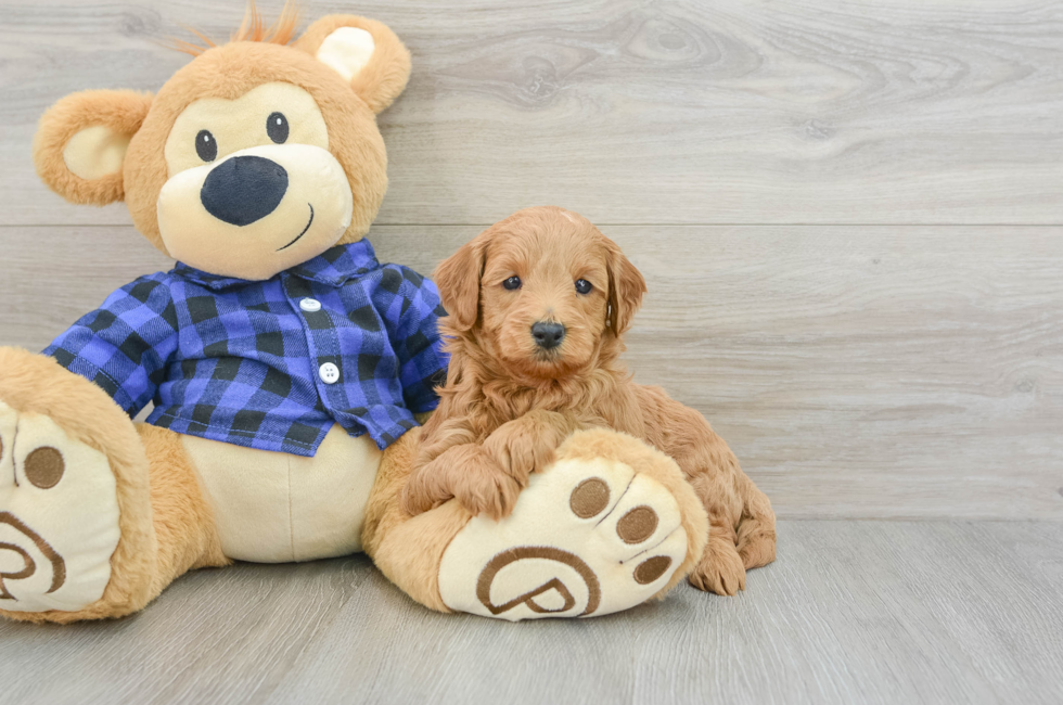 5 week old Mini Goldendoodle Puppy For Sale - Seaside Pups