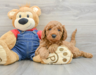 8 week old Mini Goldendoodle Puppy For Sale - Seaside Pups