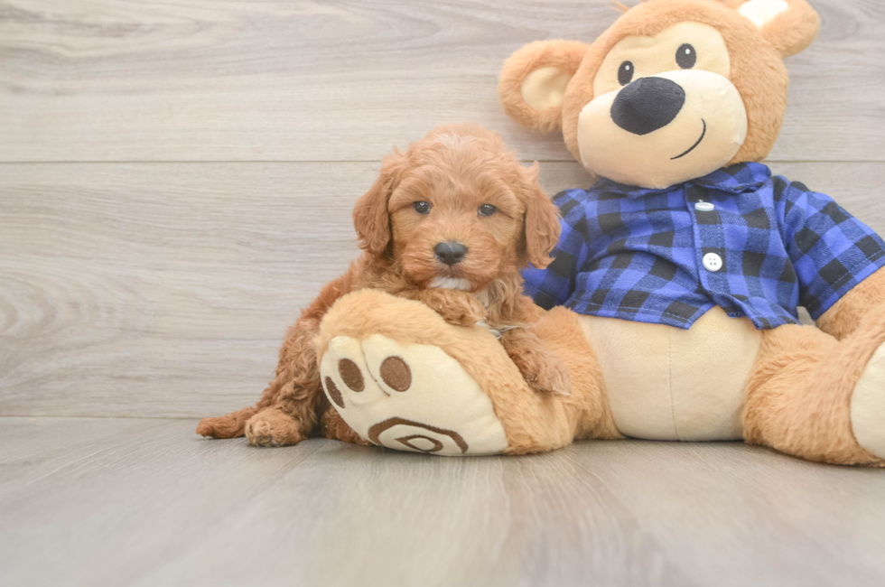 6 week old Mini Goldendoodle Puppy For Sale - Seaside Pups
