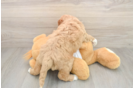 Hypoallergenic Mini Goldiepoo Poodle Mix Puppy