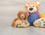 7 week old Mini Goldendoodle Puppy For Sale - Seaside Pups