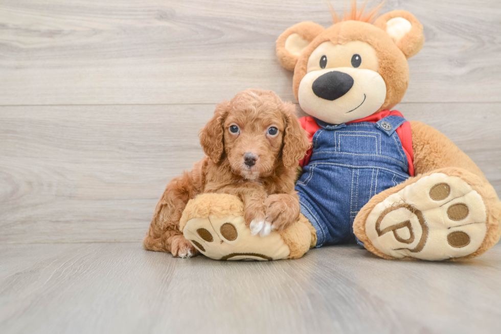 Playful Mini Groodle Poodle Mix Puppy