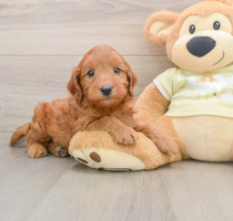 8 week old Mini Goldendoodle Puppy For Sale - Seaside Pups