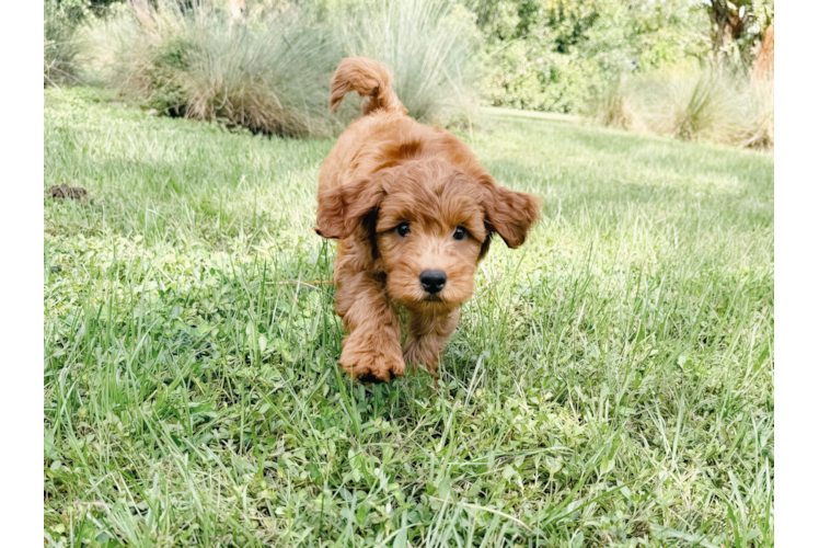 Cute Mini Goldendoodle Poodle Mix Pup