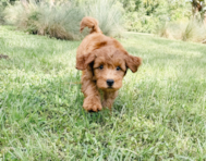 10 week old Mini Goldendoodle Puppy For Sale - Seaside Pups