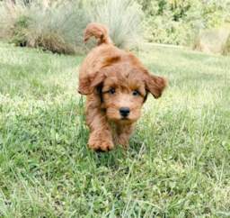 9 week old Mini Goldendoodle Puppy For Sale - Seaside Pups