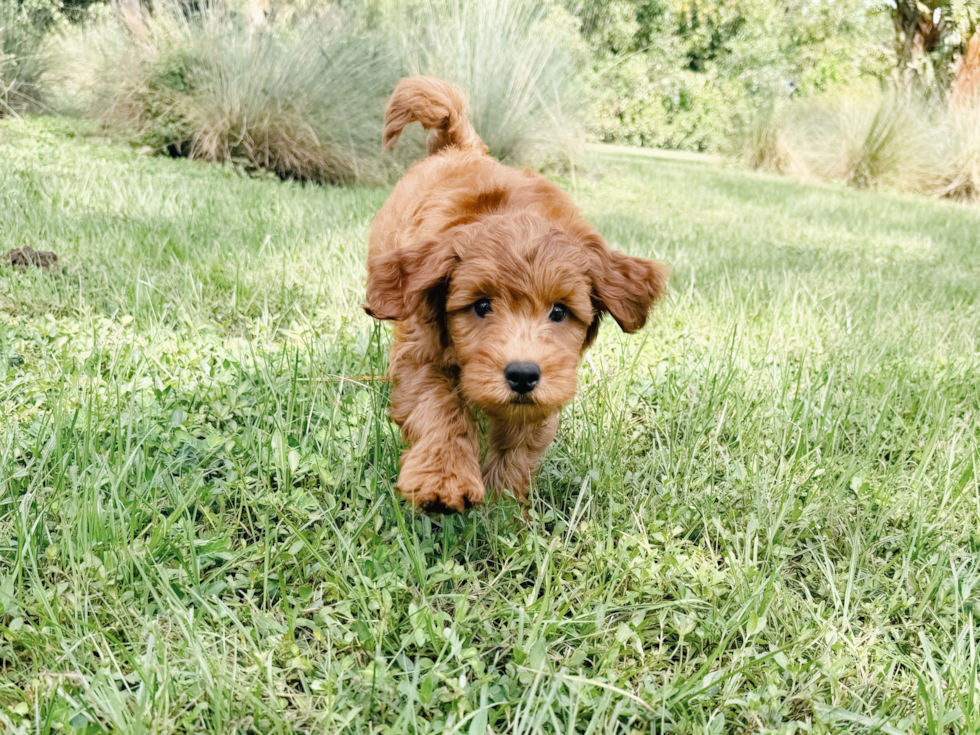 Cute Mini Goldendoodle Poodle Mix Pup