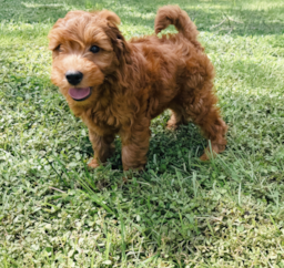 9 week old Mini Goldendoodle Puppy For Sale - Seaside Pups