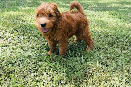 Mini Goldendoodle Puppy for Adoption