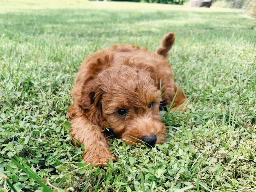 Cute Mini Goldendoodle Baby