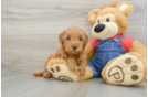 Mini Goldendoodle Puppy for Adoption