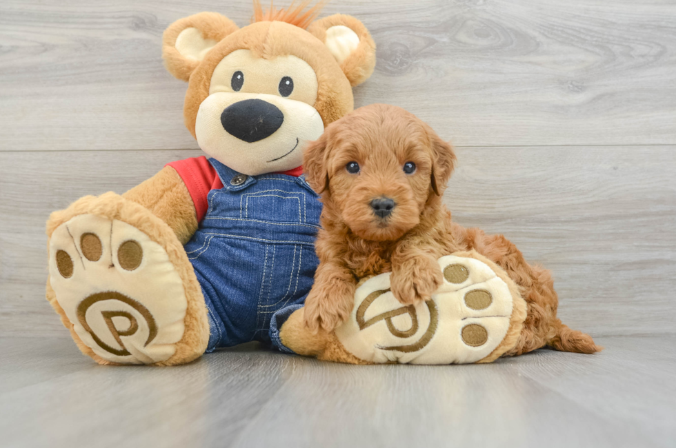 6 week old Mini Goldendoodle Puppy For Sale - Seaside Pups