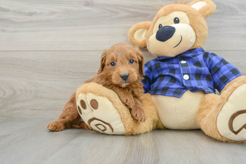 Mini Goldendoodle Pup Being Cute