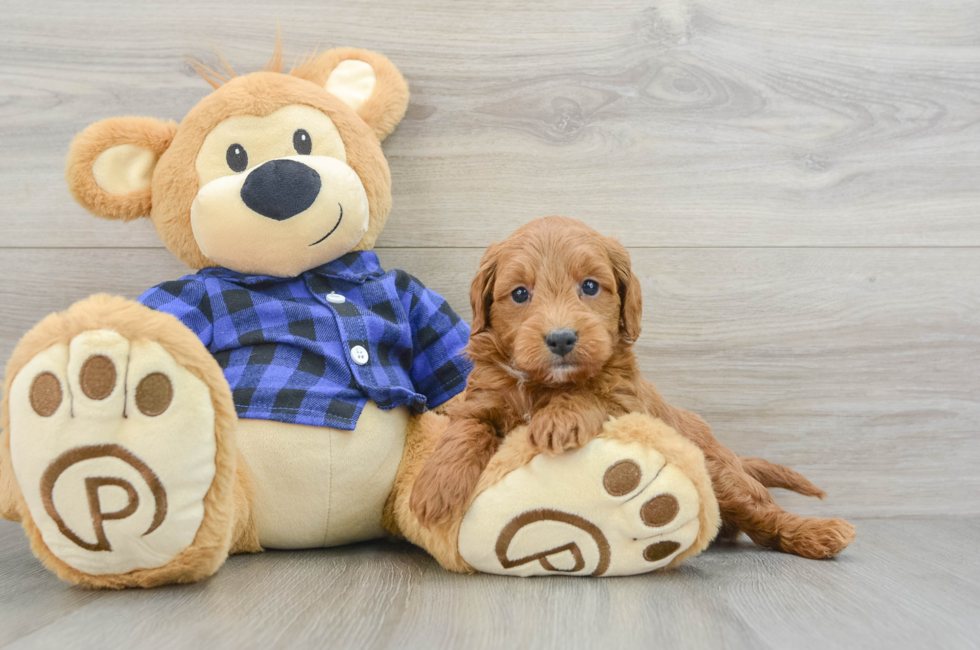 5 week old Mini Goldendoodle Puppy For Sale - Seaside Pups