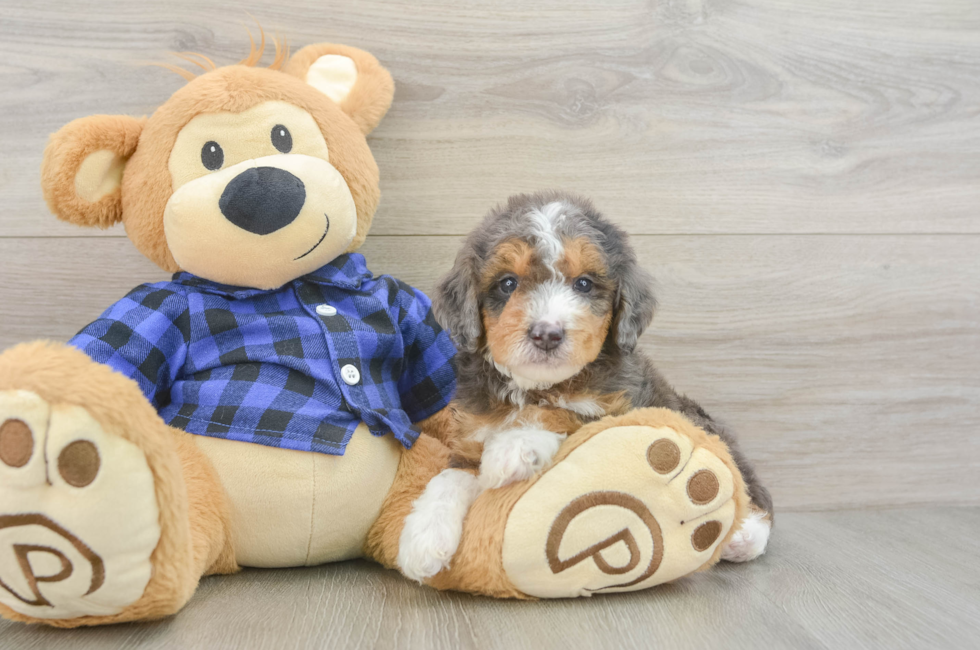 5 week old Mini Goldendoodle Puppy For Sale - Seaside Pups