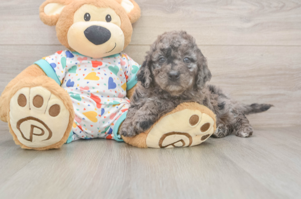 6 week old Mini Goldendoodle Puppy For Sale - Seaside Pups