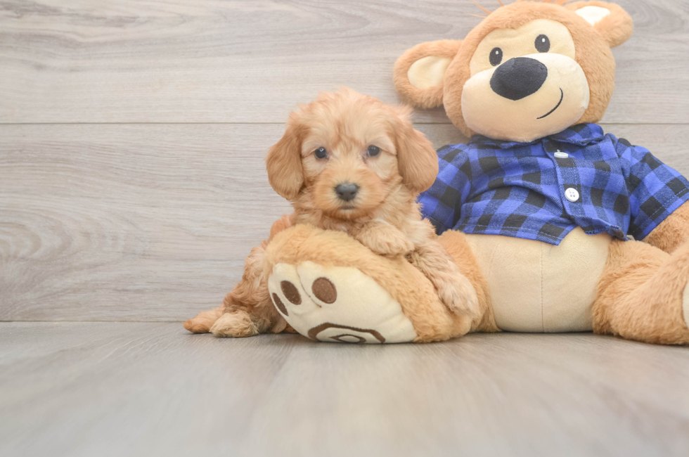 6 week old Mini Goldendoodle Puppy For Sale - Seaside Pups