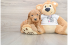 Mini Goldendoodle Puppy for Adoption
