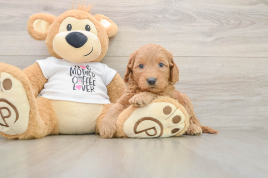 Mini Goldendoodle Puppy for Adoption