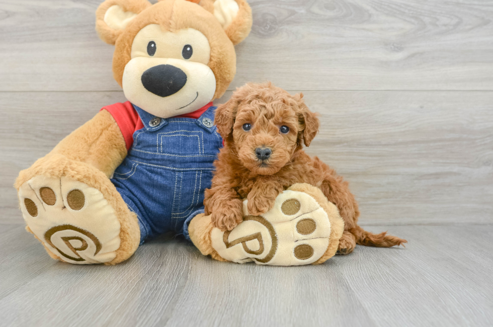 6 week old Mini Goldendoodle Puppy For Sale - Seaside Pups