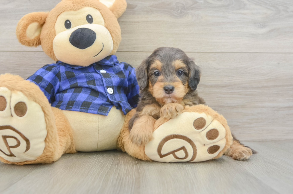 5 week old Mini Goldendoodle Puppy For Sale - Seaside Pups
