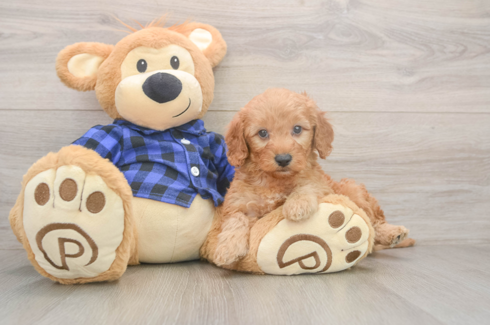 6 week old Mini Goldendoodle Puppy For Sale - Seaside Pups