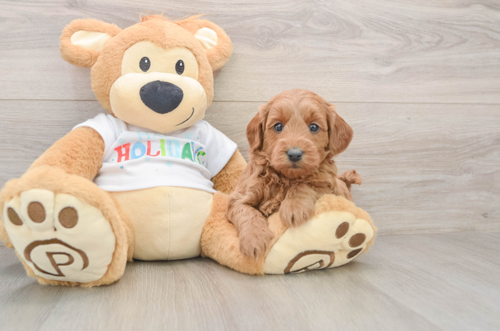 5 week old Mini Goldendoodle Puppy For Sale - Seaside Pups