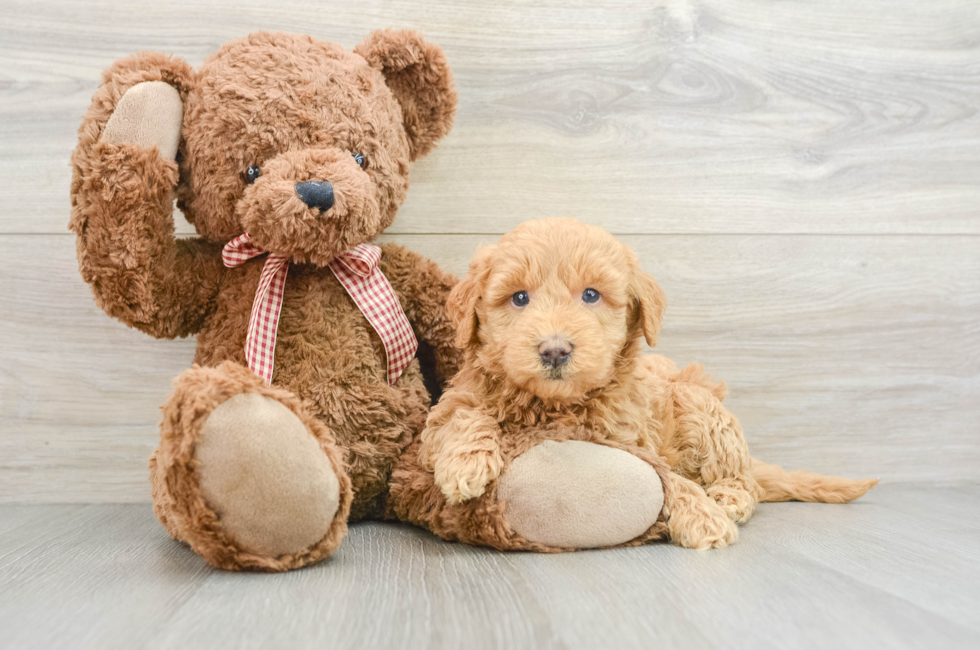 6 week old Mini Goldendoodle Puppy For Sale - Seaside Pups