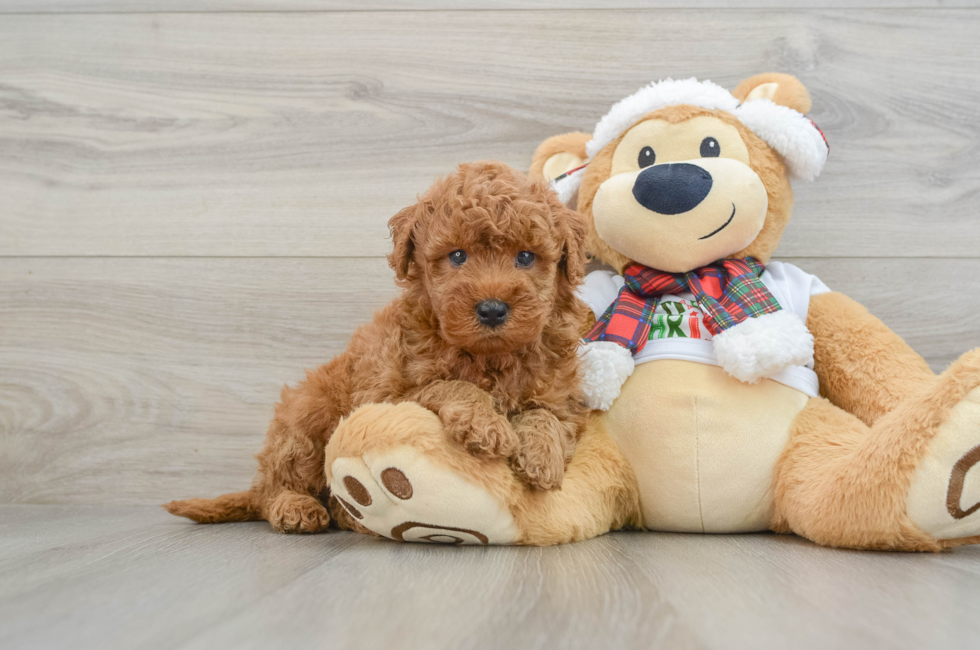 5 week old Mini Goldendoodle Puppy For Sale - Seaside Pups