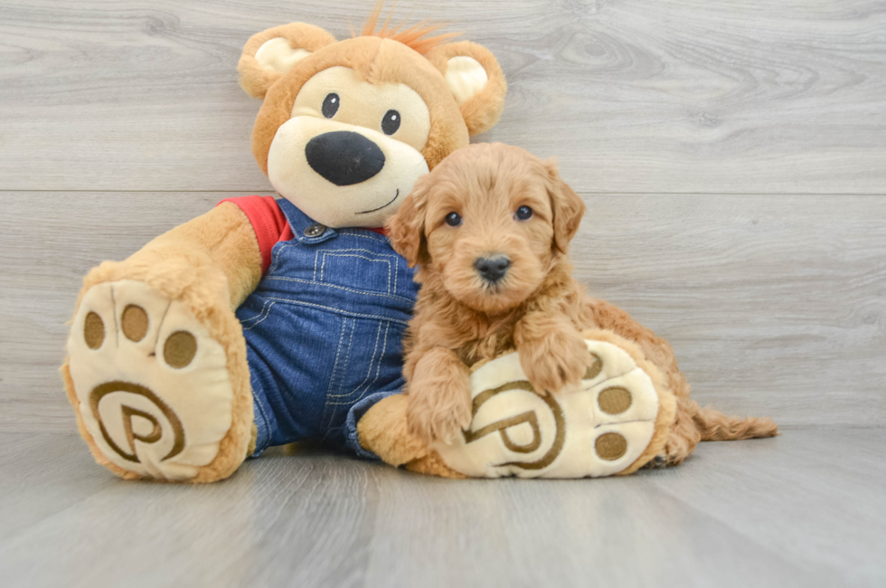 6 week old Mini Goldendoodle Puppy For Sale - Seaside Pups