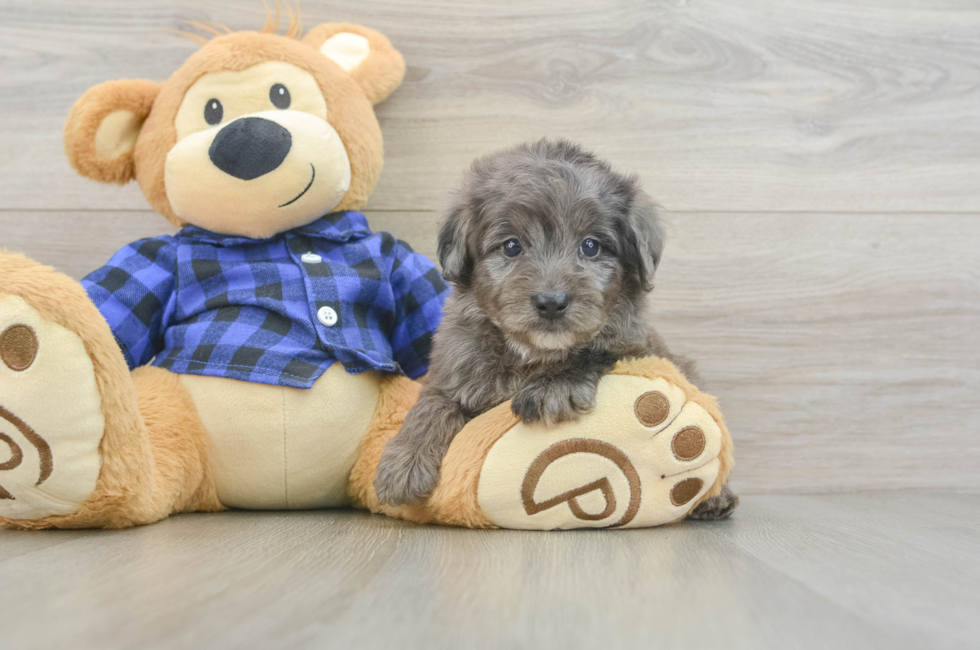 5 week old Mini Goldendoodle Puppy For Sale - Seaside Pups