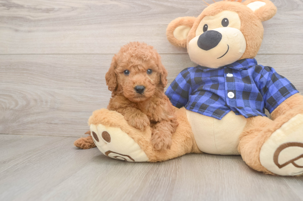 6 week old Mini Goldendoodle Puppy For Sale - Seaside Pups