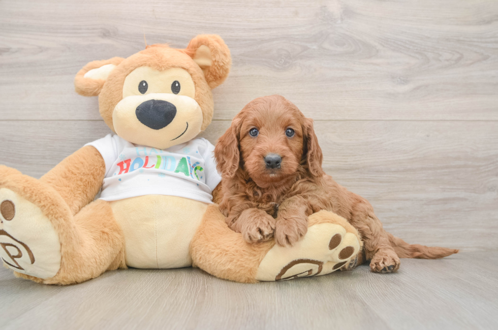 5 week old Mini Goldendoodle Puppy For Sale - Seaside Pups