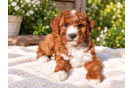 Cute Mini Goldenpoo Poodle Mix Puppy