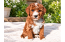 Best Mini Goldendoodle Baby