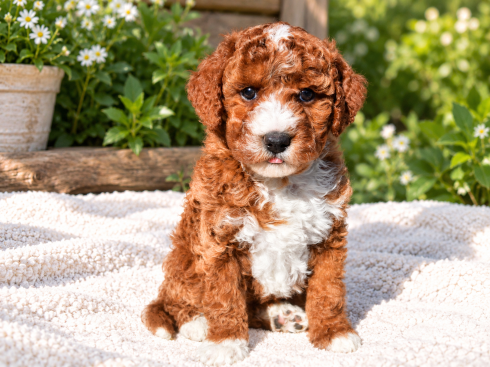 Best Mini Goldendoodle Baby