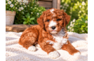 Cute Golden Retriever Poodle Mix Poodle Mix Puppy