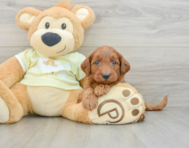 8 week old Mini Goldendoodle Puppy For Sale - Seaside Pups