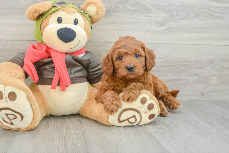 Sweet Mini Goldendoodle Baby