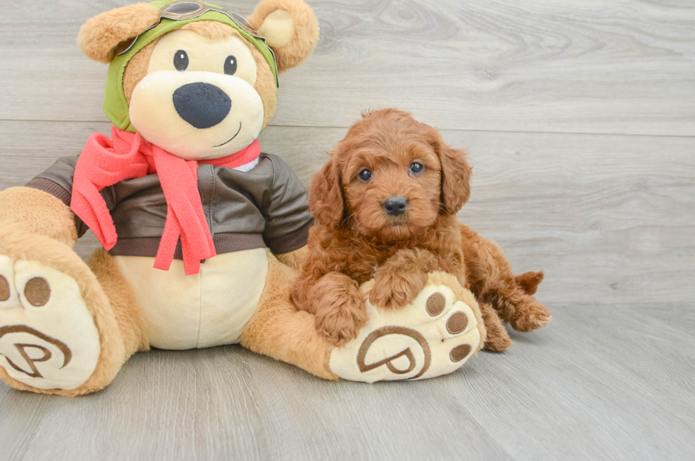 6 week old Mini Goldendoodle Puppy For Sale - Seaside Pups