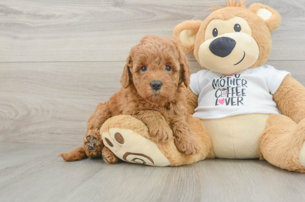5 week old Mini Goldendoodle Puppy For Sale - Seaside Pups